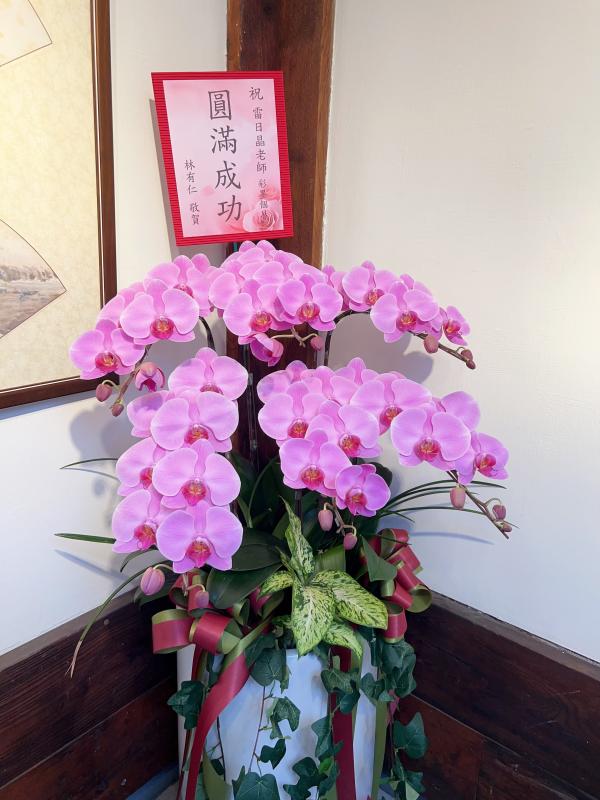 福到喜事到蝴蝶蘭
